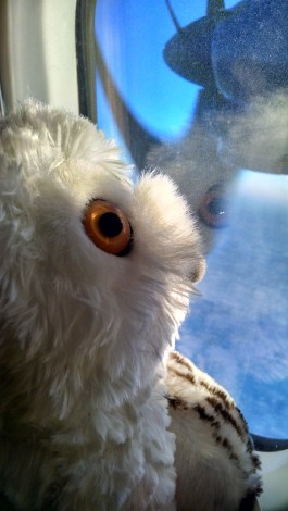 IMG_20151022_081358400_HDR